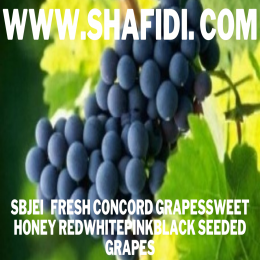 FRESH CONCORD GRAPESSWEET HONEY GRAPES